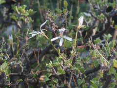 Pelargonium xerophyton