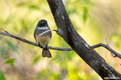 Rhipidura rufiventris