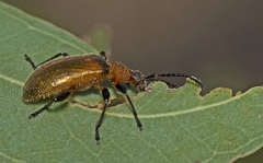 Ecnolagria rufescens