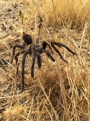 iNaturalist observation photo of Desert Tarantula