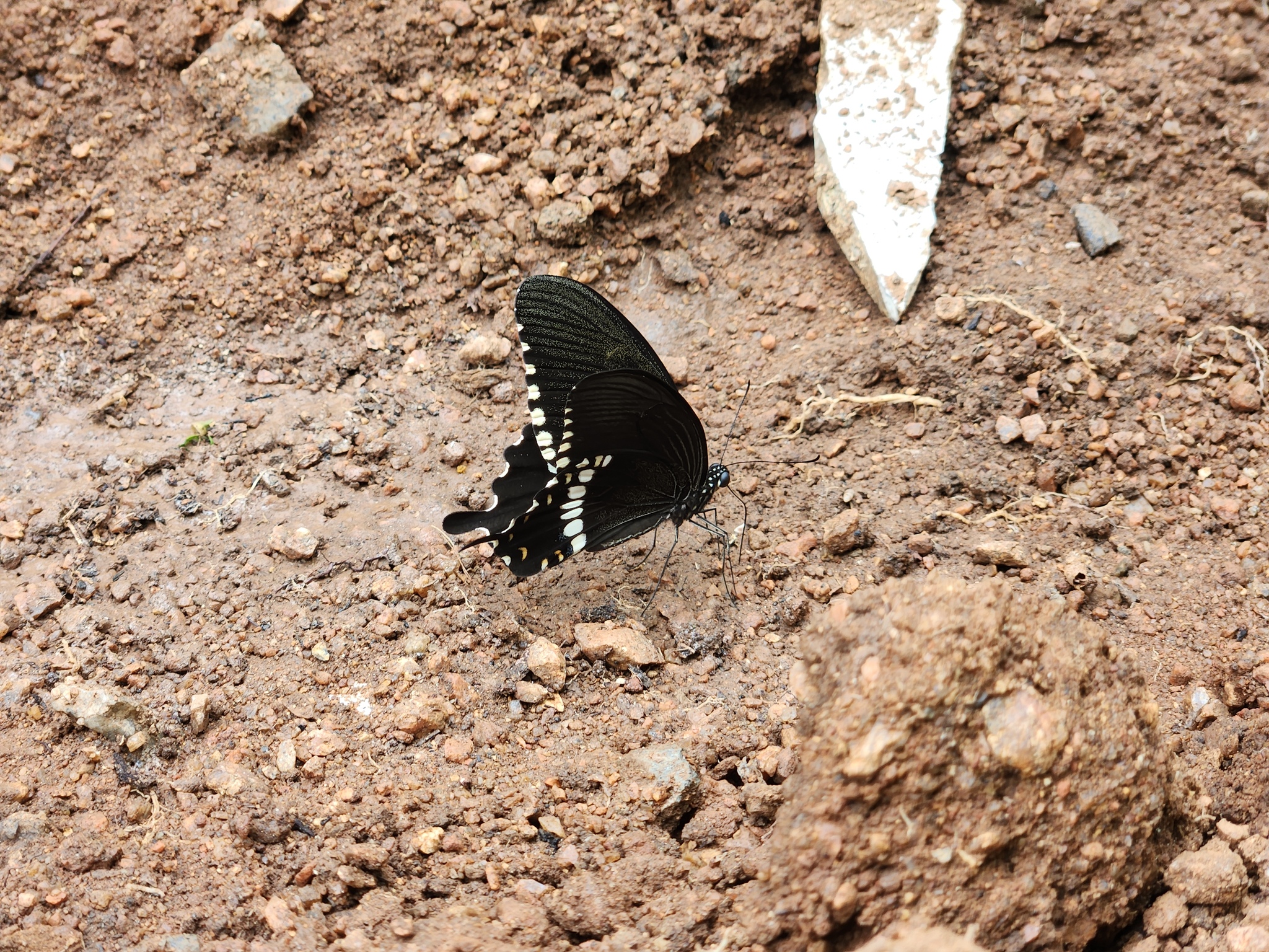 Common Mormon