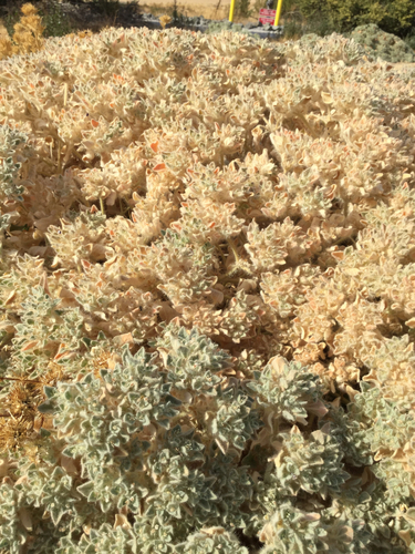 iNaturalist observation photo of turkey mullein