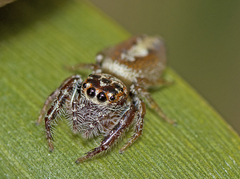 Opisthoncus alborufescens