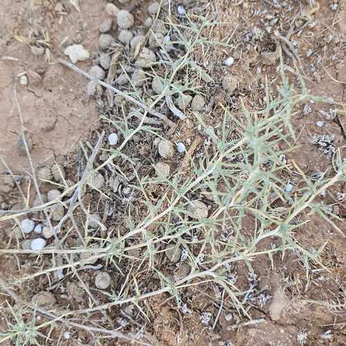 Short-pointed Saltwort