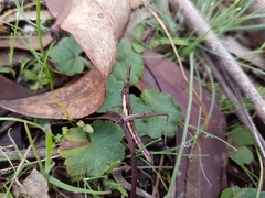 Vandiemenella viatica