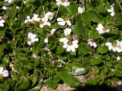 Scaevola hookeri