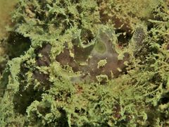 Abantennarius nummifer