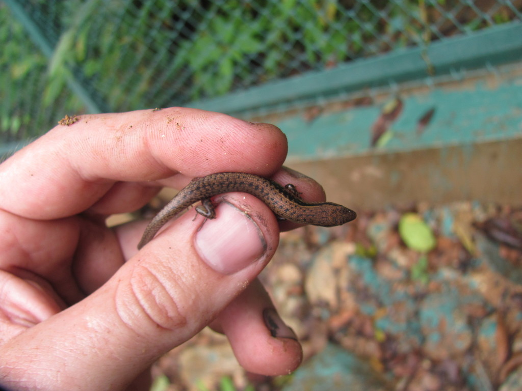 Black Ground Skink