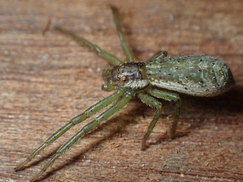 Tmarus prognathus