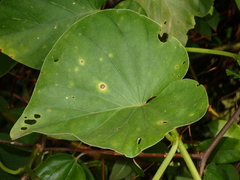 Argyreia collinsiae