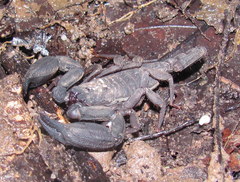 Scorpiops problematicus