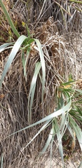 Spinifex hirsutus