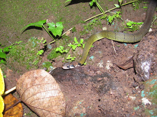 Photo of a Green Keelback (Rhabdophis nigrocinctus)