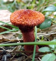 Suillus asiaticus