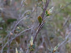 Phytotrypa brochosema