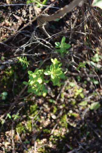 Mountain Buchu (Agathosma betulina)