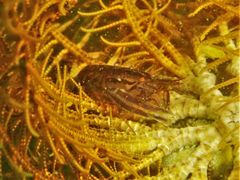 Synalpheus stimpsonii