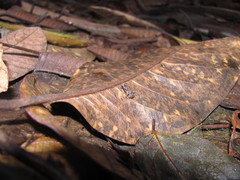 Raorchestes parvulus