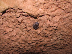 Raorchestes parvulus