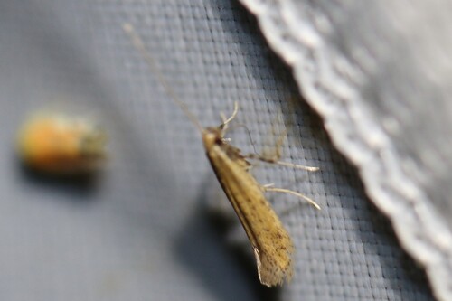 Sabulopteryx limosella