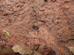 Raorchestes parvulus