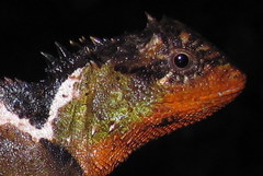 Acanthosaura lepidogaster
