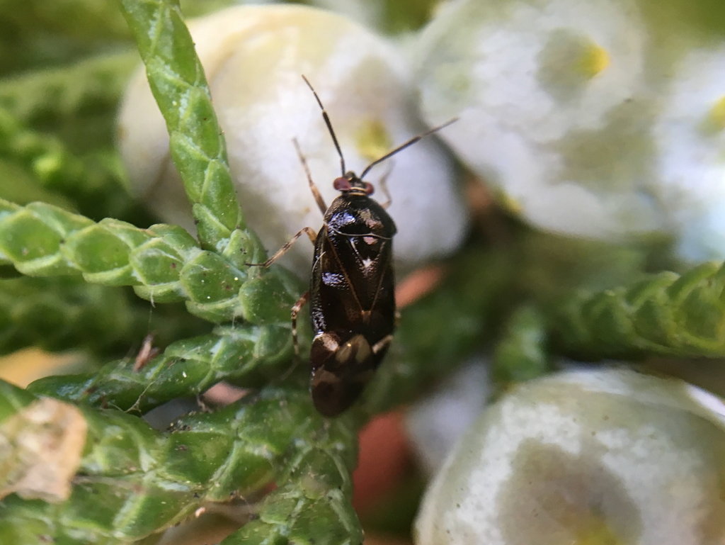 Deraeocoris brevis