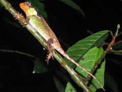 Acanthosaura lepidogaster