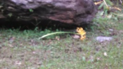 Lycoris aurea
