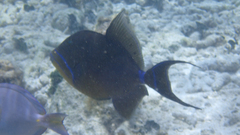 Balistes vetula