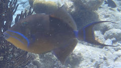 Balistes vetula