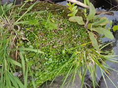 Epilobium nerteroides