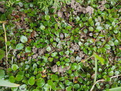 Epilobium nerteroides