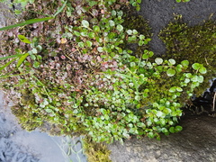 Epilobium nerteroides