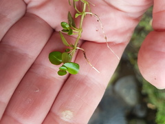 Epilobium nerteroides