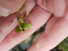 Epilobium nerteroides
