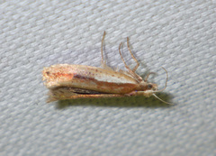 Ypsolopha parenthesella