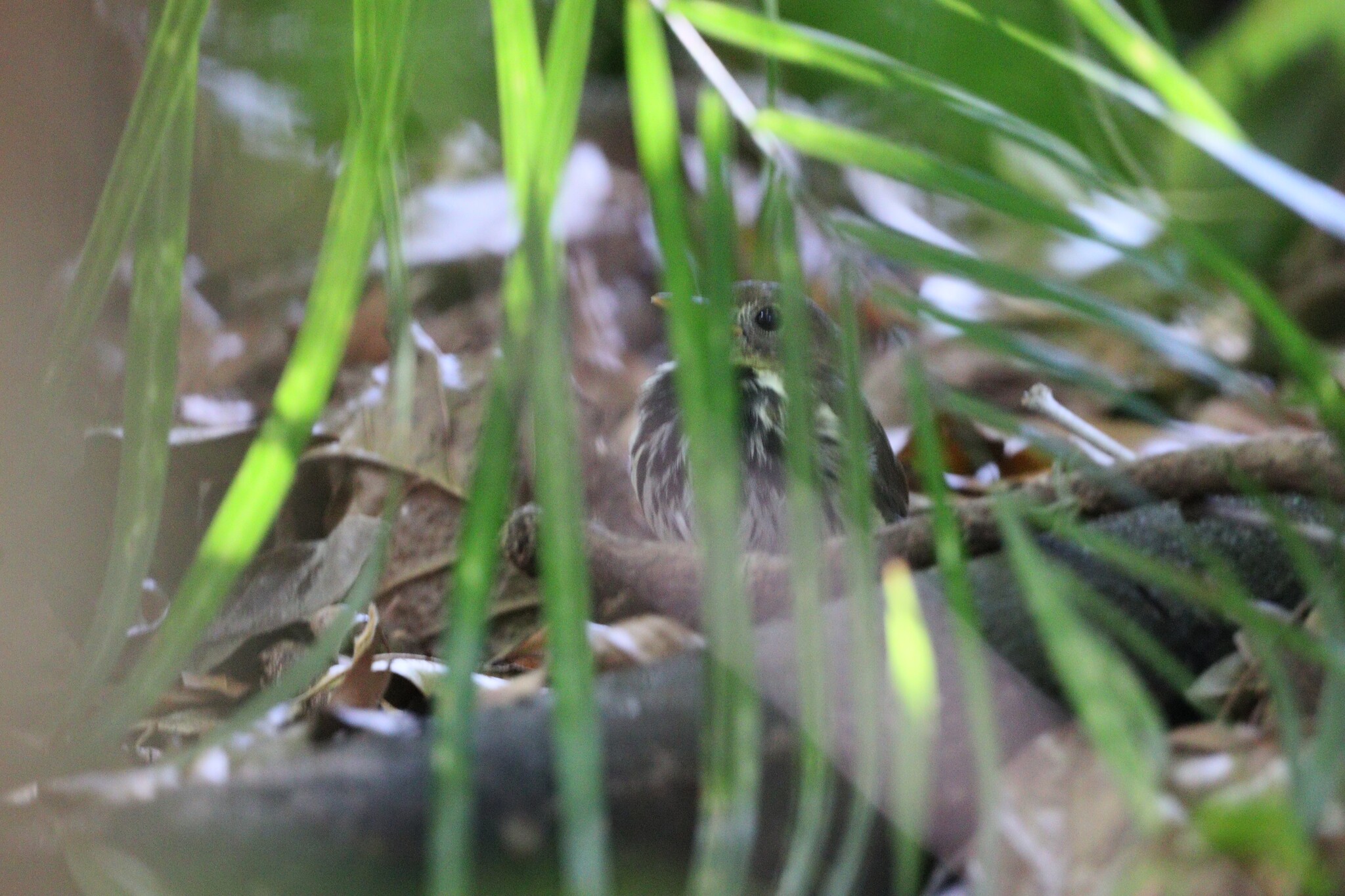 Southern Antpipit (Corythopis delalandi), photo 5