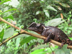 Acanthosaura lepidogaster