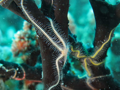 Ophiothrix