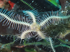 Ophiothrix