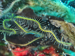 Ophiothrix