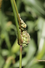 Ustilago trichophora