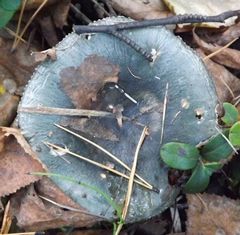 Russula azurea