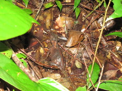 Acanthosaura lepidogaster