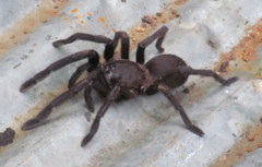 Chilobrachys