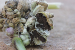 Ustilago trichophora