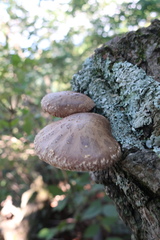 Lentinula