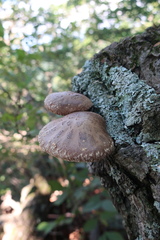 Lentinula