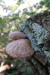 Lentinula